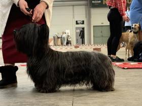 Juliet Sagasky Bohemia Čoko (Skajteriér)