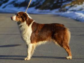 Candy Cute Furrballs (Australský ovčák)