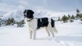 Berenika Český bodygard (Český horský pes)