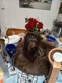 Mia Little Golden Lion (Barevný jorkšírský teriér)