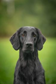 Afrodita ArnyMia (Flat coated retrívr)