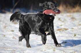 Afrodita ArnyMia (Flat coated retrívr)