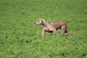 Ellie MARY Šedý Duch (Výmarský ohař)