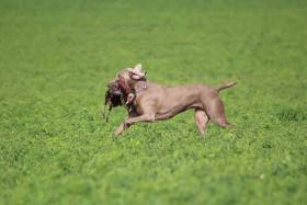 Ellie MARY Šedý Duch (Výmarský ohař)