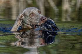 Ellie MARY Šedý Duch (Výmarský ohař)