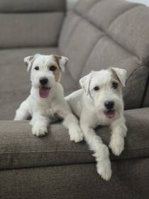 Nutella Kutcher-Chan (Parson Russell teriér)