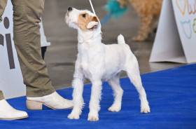 Nutella Kutcher-Chan (Parson Russell teriér)