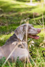 Fler Beauté D’Argento Suerte (Výmarský ohař)