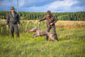 Fler Beauté D’Argento Suerte (Výmarský ohař)