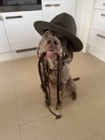 Fler Beauté D’Argento Suerte (Výmarský ohař)