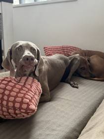 Fler Beauté D’Argento Suerte (Výmarský ohař)