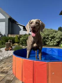 Fler Beauté D’Argento Suerte (Výmarský ohař)