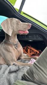 Fler Beauté D’Argento Suerte (Výmarský ohař)