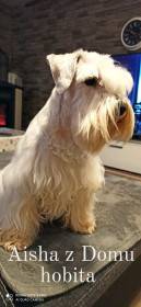 Aisha z Domu hobita (Knírač malý)