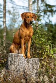 Alice in Wonderland Ardomaro (Rhodéský ridgeback)