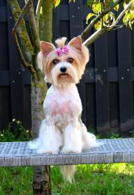 Anna Bella Shining Star (Biewer teriér)