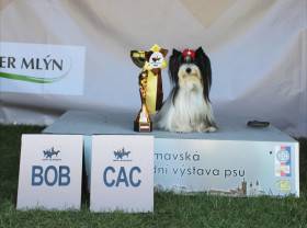 Princess Minnie Sweet Caramel Rose (Biewer teriér)