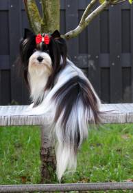 Princess Minnie Sweet Caramel Rose (Biewer teriér)