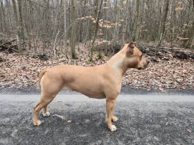 PINKY NAIRA Presburg staff (Americký stafordšírský teriér)