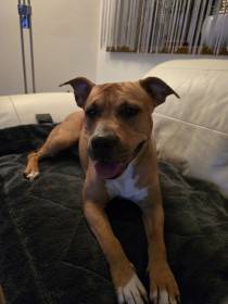 PINKY NAIRA Presburg staff (Americký stafordšírský teriér)