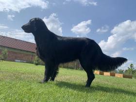 Amazing Star od Magandas (Flat coated retrívr)