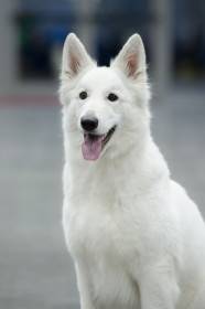 Cara Belle White Alexia (Bílý švýcarský ovčák)