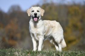 Amelie Bohemia Stella (Zlatý retrívr)