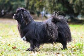 Mamba Perla Mahagon (Tibetský španěl)