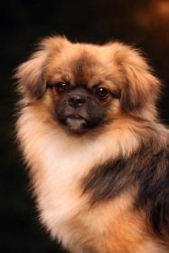 Pompon Perla Mahagon (Tibetský španěl)