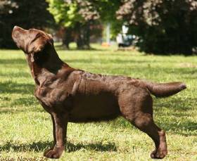 Sweeten Purple Dog-Rose (Labradorský retrívr)