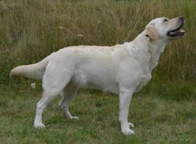 Elsa Sidův dvůr (Labradorský retrívr)