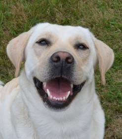 Elsa Sidův dvůr (Labradorský retrívr)