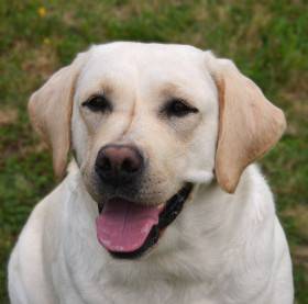 Ella Sidův dvůr (Labradorský retrívr)