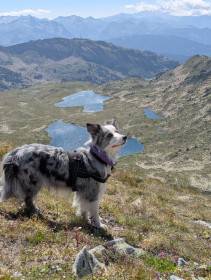 Jenny Jolly Chica Bohemia Alké (Border kolie)