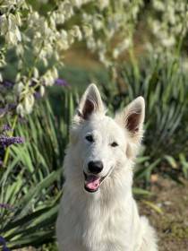 Annie Angel White Queen Isabel (Bílý švýcarský ovčák)