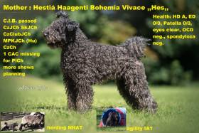 Hestiá Haagenti Bohemia Vivace (Pumi)