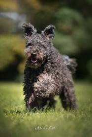 Hestiá Haagenti Bohemia Vivace (Pumi)