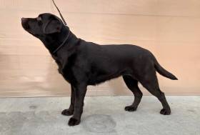 Chyra Chocolate Cleostar (Labradorský retrívr)