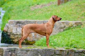 Africaans Stefani Sabjörg (Rhodéský ridgeback)
