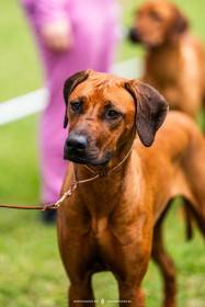 Amour Ma Petite FANISTÉ Lionheart (Rhodéský ridgeback)