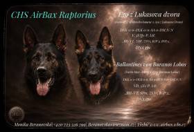 Ballantines von Buranos Lobos (Německý ovčák)