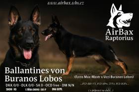 Ballantines von Buranos Lobos (Německý ovčák)