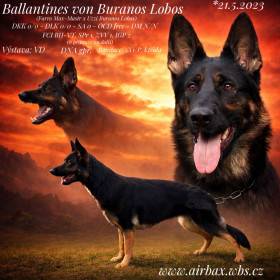 Ballantines von Buranos Lobos (Německý ovčák)