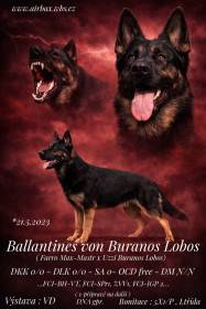 Ballantines von Buranos Lobos (Německý ovčák)