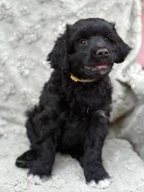 Izodóra Flóra Ortipo Black (Portugalský vodní pes)