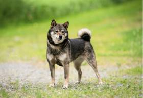 Joelle Emi Mariko Gold warden (Shiba inu)