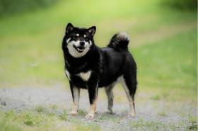Sakado Go You Djenima (Shiba inu)