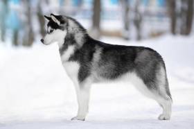 Ice Fantasy mockingbird (Sibiřský husky)