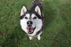 Ice Fantasy mockingbird (Sibiřský husky)