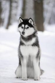 Ice Fantasy mockingbird (Sibiřský husky)